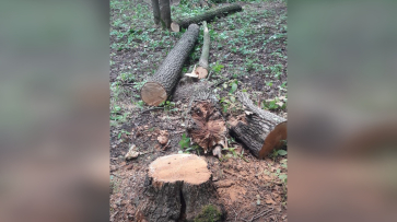 Воронежские экологи опровергли сообщение о незаконной вырубке деревьев в микрорайоне СХИ