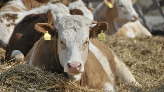 Минсельхоз проведет в Воронеже всероссийскую ветеринарную конференцию
