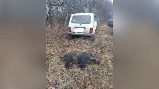 В Подгоренском районе браконьер убил самку кабана