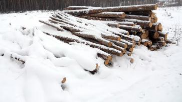 Дело о вырубке дубов и ясеней на 5 млн рублей дошло до суда в Воронежской области