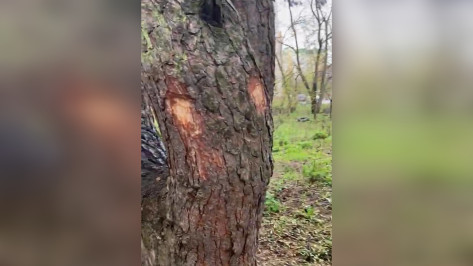 Воронежцев встревожили метки на деревьях в Северном лесу