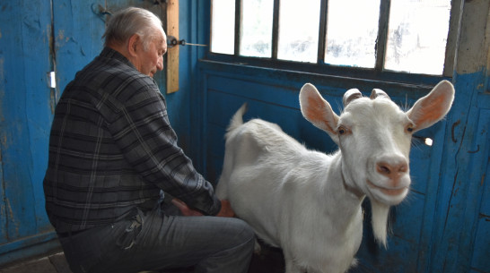 «У Зинки есть интересная особенность». 91-летний житель Воронежской области рассказал, зачем держит молочных коз