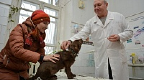 В Острогожском районе бешеная собака покусала женщину