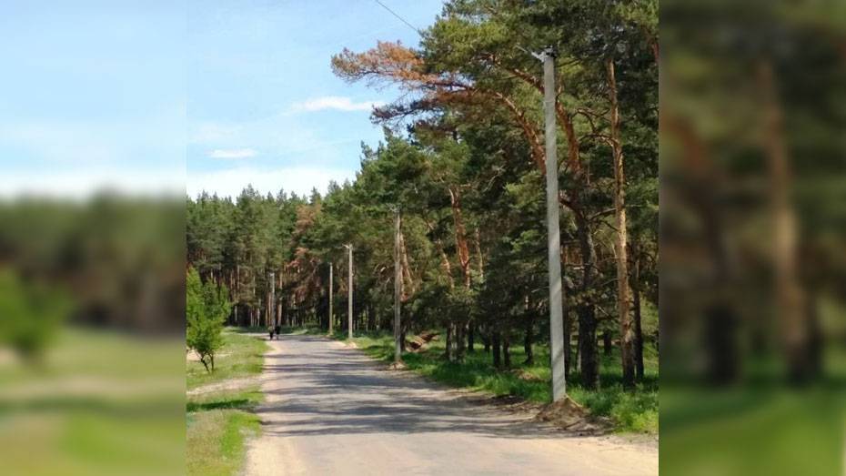 Уличное освещение вдоль лесной дороги в районе детских лагерей появилось в Павловске
