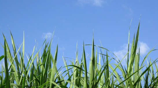 От укусов клещей пострадали более 1,8 тыс жителей Воронежской области