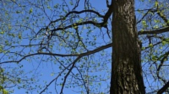 Дерево Воронежской области вырастет на крымской Аллее России