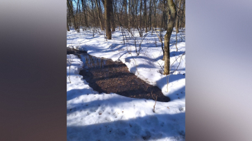 В Воронежскую нагорную дубраву сливали сточные воды
