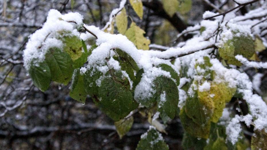 Синоптики рассказали, когда выпадет первый снег в Воронеже 