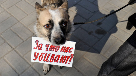Воронежцев предупредили об опасности, подстерегающей у автовокзала владельцев собак