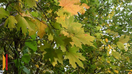 Бутурлиновец срубил клен и подпал под уголовную статью