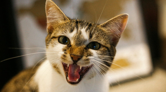 Очаги бешенства зафиксировали в 7 районах Воронежской области