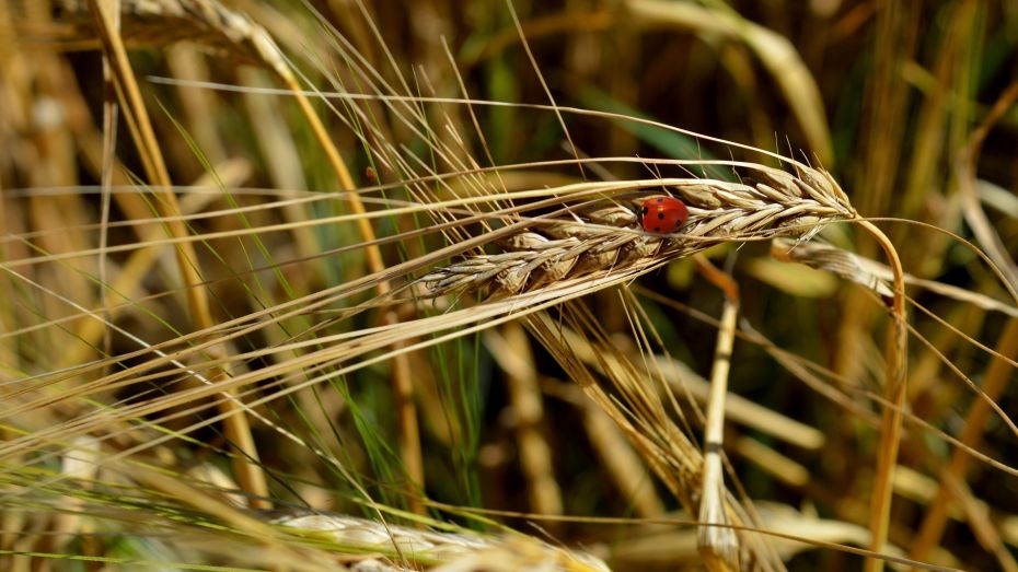 В Воронежской области готовы увеличить валовой сбор зерна