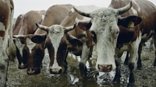 В Эртильском районе коровы удивили животноводов необычным приплодом