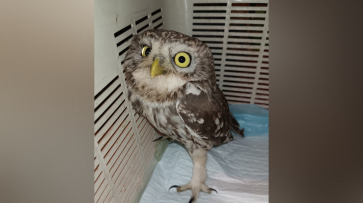 Воронежские волонтеры вылечили домового сыча с черепно-мозговой травмой
