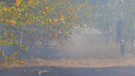 С сотрудника «Воронежэнерго» потребовали компенсировать 3,3 млн рублей за лесной пожар