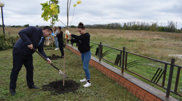 В 14 поселениях Калачеевского района высадили 1107 деревьев