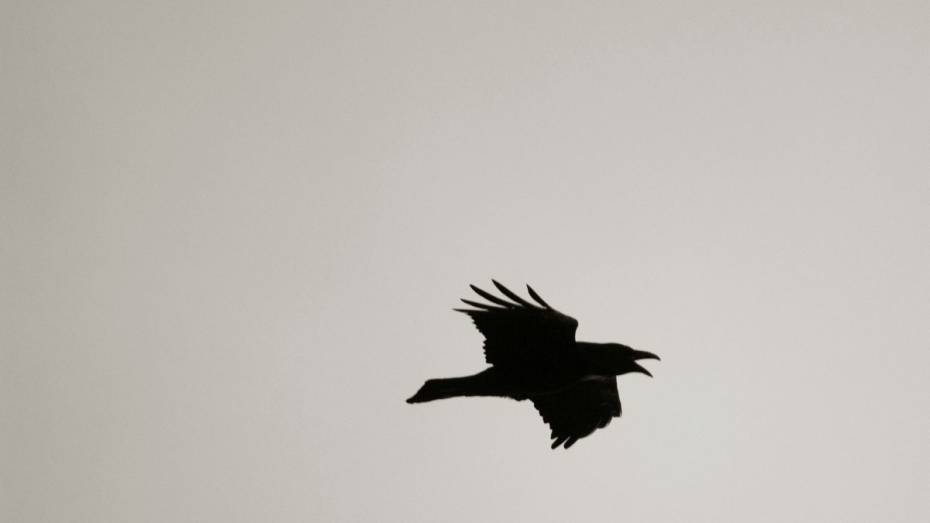 Воронежские сотрудники МЧС спасли раненного ястребом дрозда