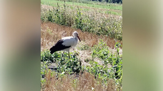 Уход как за маленьким ребенком: как многодетная мама из Панино выхаживает аиста