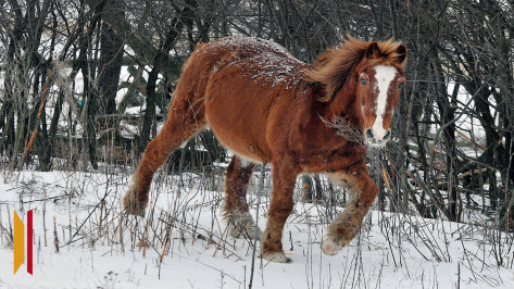 В Воронежской области мужчина упал с лошади, ударился головой и умер