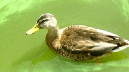 В Воронежской области появится схема охотничьих угодий