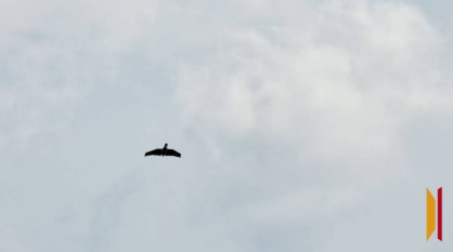 Воронежцам рассказали подробности атаки БПЛА в ночь на 14 марта: погиб мужчина