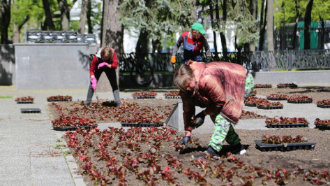 В Воронеже будут высаживать цветы до середины июня