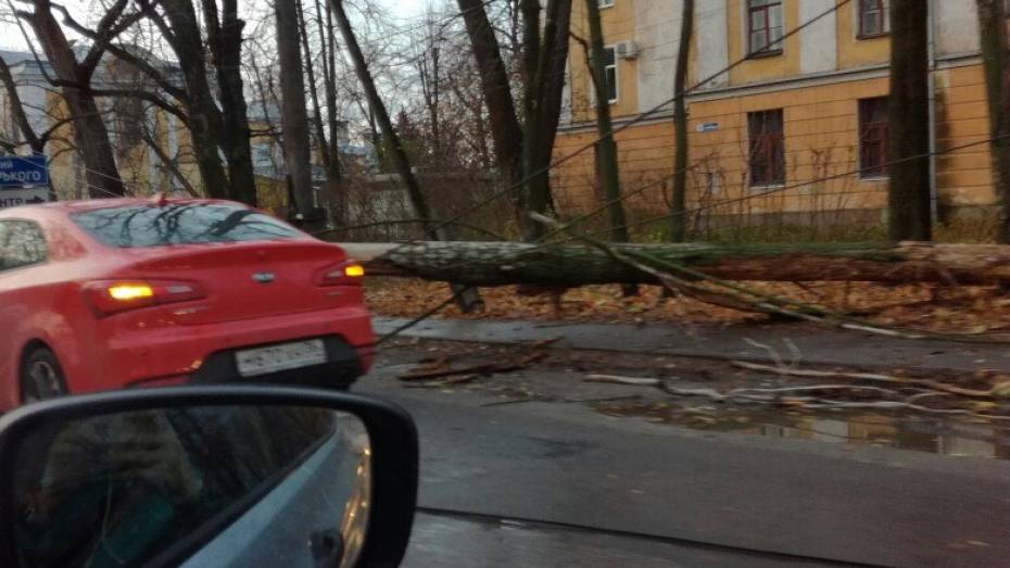 В Воронеже на улице Тимирязева дерево упало на иномарку