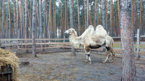 Воронежскому зоопитомнику «Червленый Яр» подарили верблюда