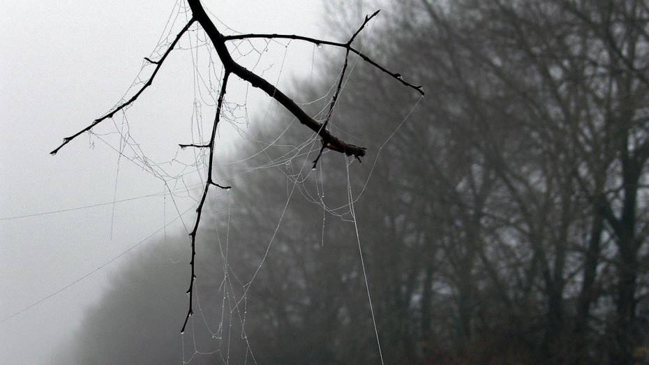 Воронежцев снова предупредили о тумане