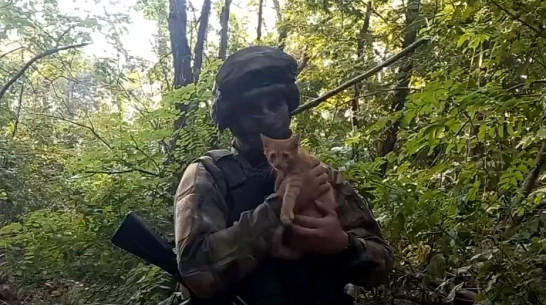 Многодетная семья из Воронежской области отправила в помощь бойцам СВО кошку Дусю