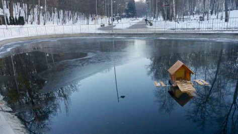 Зимующей на пруду в Воронежском центральном парке утке подарили дом 
