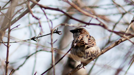 Воронежцев зовут кормить птиц в дендрарии Института генетики