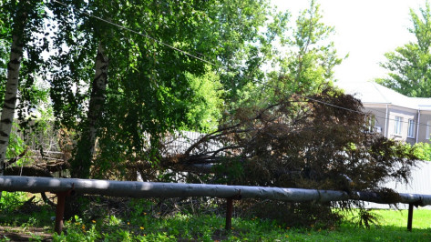 В Грибановском районе ураган поломал тополя и порвал линии электропередач
