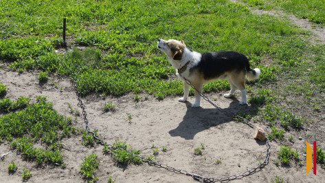 Где в Воронеже бесплатно вакцинировать питомца от бешенства осенью
