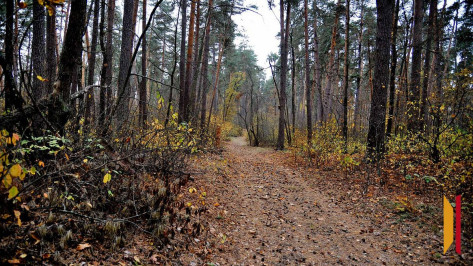Под Воронежем девушка обманула волонтеров и заставила искать ее в лесу