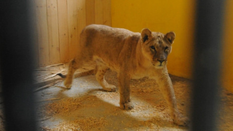 В воронежском зоопарке львицу переселили в уличный вольер