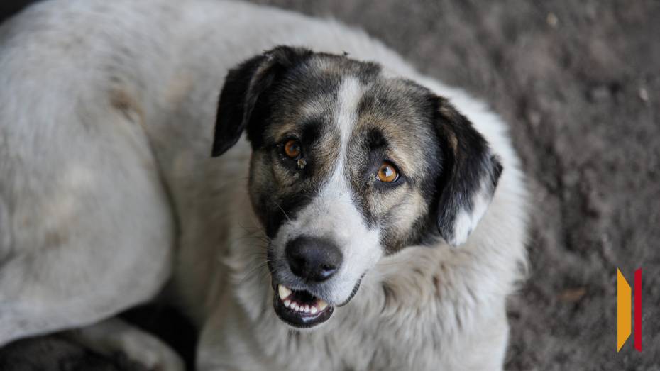 В Воронеже бродячие собаки напали на 15-летнего подростка