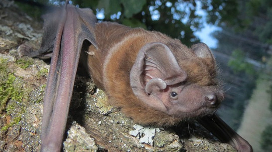 В воронежском заповеднике нашли редчайшую летучую мышь