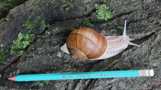 В Воронежском заповеднике обнаружили редчайшую для наших мест гигантскую улитку