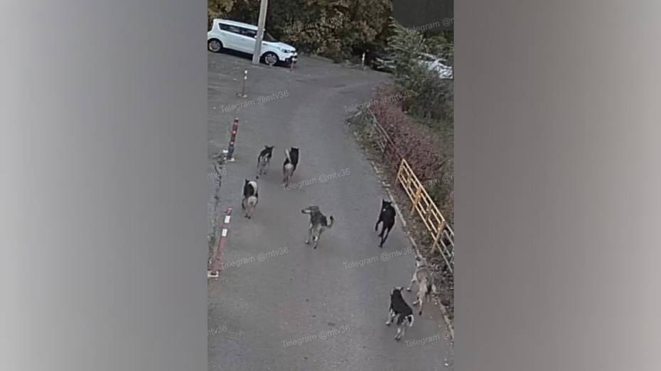 Воронежцы рассказали о стае агрессивных собак в Центральном районе города