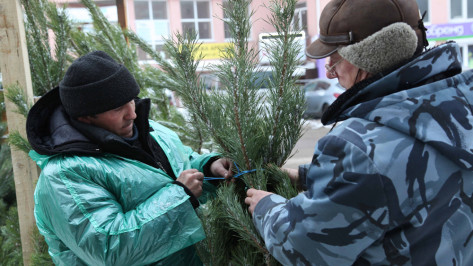 В Воронеже с незаконных елочных базаров вывезли 600 деревьев