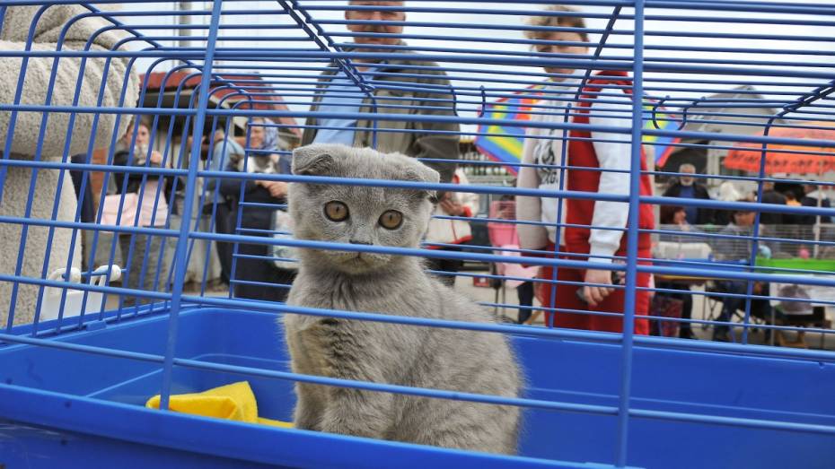 В Воронеже парню пригрозили раскаленным утюгом за похищение котенка