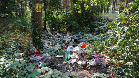 В лесах Воронежской области ликвидируют 53 свалки 