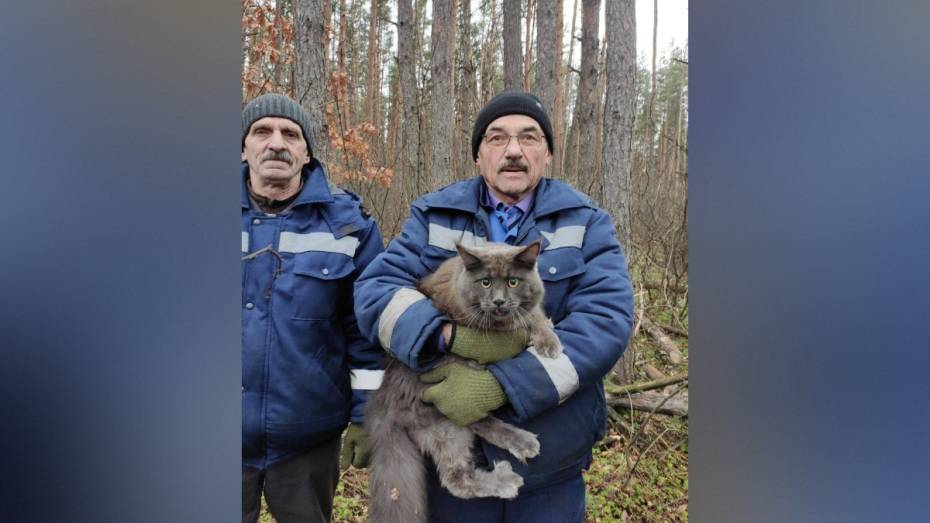 В микрорайоне Придонской неравнодушные воронежцы спасли застрявшего на дереве кота