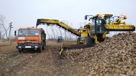 В Воронежской области начали уборку сахарной свеклы