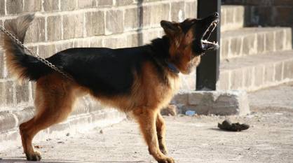 В Воронежской области овчарка напала на 14-летнюю девочку по дороге из школы