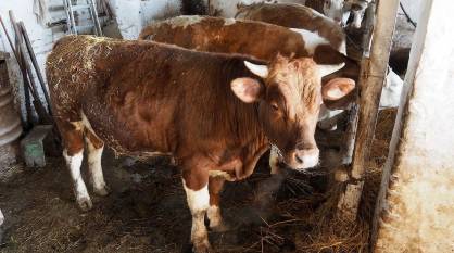 Стало известно, как жители Воронежской области заразились сибирской язвой