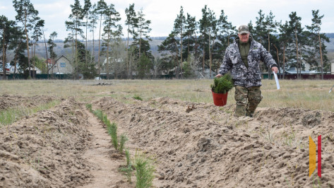 С начала года в Воронежской области высадили более 1 тыс га лесов