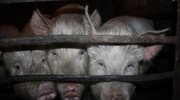 В Воронежской области нашли очаг африканской чумы свиней