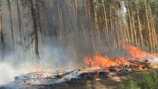 В 9 районах Воронежской области установилась максимальная пожароопасность 
